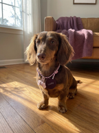 Handcrafted Crystal Energy Healing Collar - Personalized Pet Jewelry with Name Tag